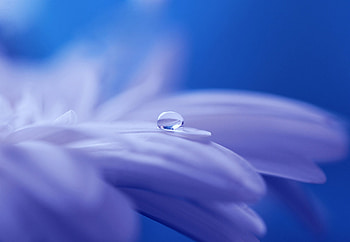 Drop Of Water On Flower, flowers, drop, water HD wallpaper