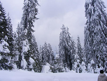winter HD wallpaper