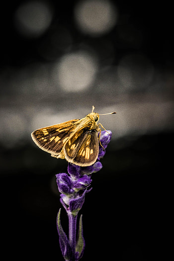 Animals, Flowers, Dark, Wings, Like, Jetty HD phone wallpaper