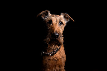 Animals, Dog, Muzzle, Sight, Opinion, Collar, Irish Terrier HD wallpaper