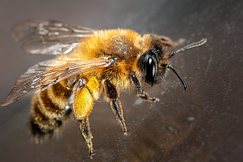 Bee, insect, golden, albina, yellow, nature HD wallpaper