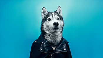 The Husky Rockstar, siberian-husky, animals, dog HD wallpaper
