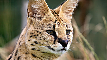 Animals, Iris, Muzzle, Predator, Sight, Opinion HD wallpaper