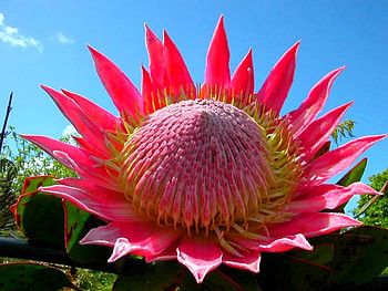 Pink Flower, pink, beautiful, , flower HD wallpaper