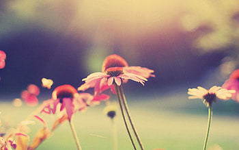 Flowers, Grass, Macro, Petals, Field HD wallpaper