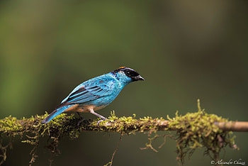 Golden Naped Tanager, blue, bird, green, pasari, Tangara ruficervix HD wallpaper