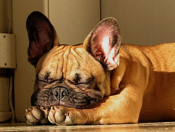 Animals, Dogs HD wallpaper