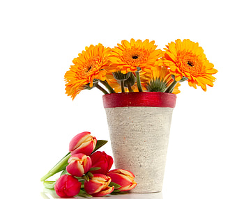 Flowers, tulip, bouquet, graphy, beautiful, tulips, nice, still life, gerberas, flower, cool, , gerbera, harmony HD wallpaper