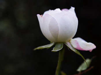 One white rose, white, plants, soft, nice, rose, delicate, pretty, petals, bud, nature, flowers, lovely HD wallpaper