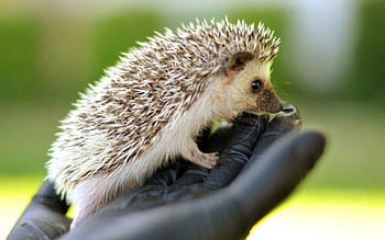 Animals, Needle, Hand, Muzzle, Brush, Hedgehog HD wallpaper