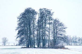 Winter, Nature, Trees, Snow HD wallpaper
