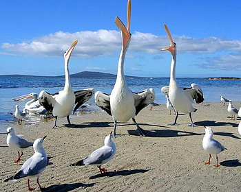 singing pelican, animal, duck, sand, pelican, sky, cloud, beach HD wallpaper