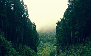 Landscape, Nature, Trees HD wallpaper