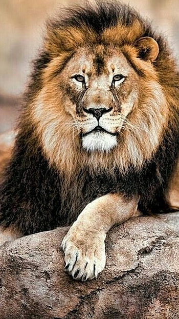 Lion, Lion King, Animal HD phone wallpaper