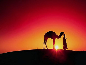 Sunrise over the desert, camel, man, nature, orange, sun, sunrise HD wallpaper