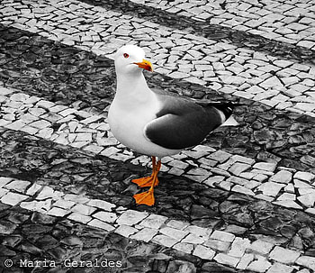 seagull, road, walk, range HD wallpaper