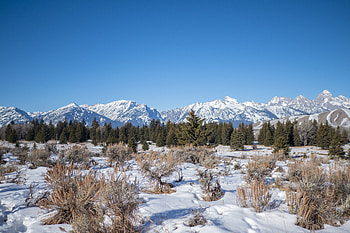 Landscape, Nature, Trees, Mountains, Snow, Bush HD wallpaper