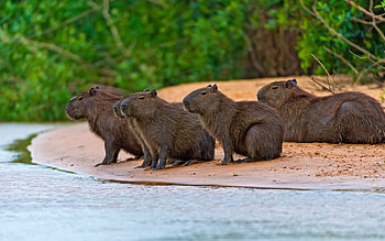 Capybara , , Rodent , Full HD wallpaper