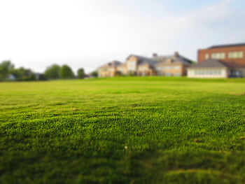 Expansive green lawn with a blurred building in the distance under a clear sky. HD wallpaper