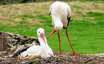 White stork, Serene bird, High-definition beauty, Breathtaking scene HD wallpaper