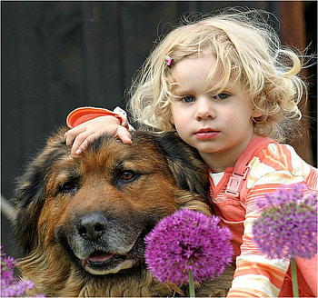 Friendship, animal, dog, puppy, girl, people, woman HD wallpaper