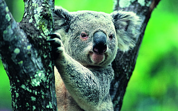 Koala , High-resolution , Stunning background HD wallpaper