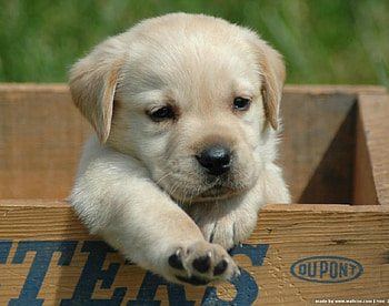 Dog, sweet, pay, dogs, puppies, cute, beautiful, beauty, playful, playful dog, puppy, dog face, pretty, animals, face, bubbles, lovely HD wallpaper