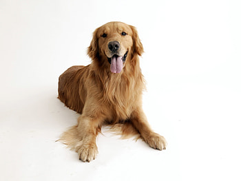 Animals, Dogs HD wallpaper