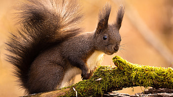 Fur Tail Squirrel Is Standing In Blur Background Squirrel HD wallpaper