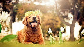 Dogs on , Eye-catching backgrounds, High-quality , Captivating visuals HD wallpaper