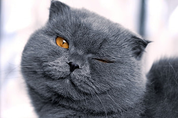 Winking cat, blue, cute, cat, funny HD wallpaper