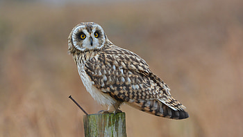 Short Eared Owl, eared, bird, owl, short HD wallpaper