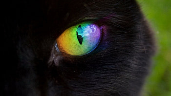 Rainbow Eye, black, rainbow, fantasy, cat, eye HD wallpaper