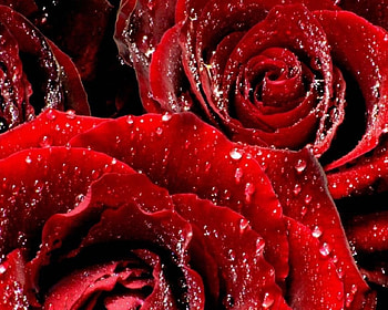 red rose waterdrops, still life, roses, waterdrops, red, flowers HD wallpaper