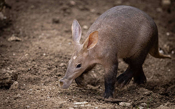 Aardvark, Half kangaroo, Half pig, Strangeness HD wallpaper