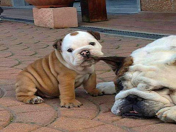 Lets go Mom, Bull dogs, puppy, dogs, mother, cute HD wallpaper