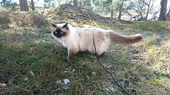 Cat walk outside, Cat's adventure album, Outdoor walk, Imgur HD wallpaper