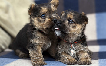 Animals, Dogs, Couple, Pair, Tenderness, Puppies HD wallpaper