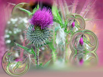 Sea Pods, fantasy art, bubbles, flower HD wallpaper