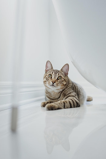Animals, Cat, Brown, Striped, Pet, Sight, Opinion HD phone wallpaper