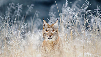 Lynx wonder, Striking , Nature's beauty, Breathtaking feline HD wallpaper