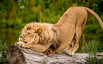 Animals, Lions HD wallpaper