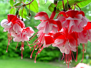 Plants, Flowers HD wallpaper