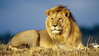 lions, king of forests, lion, tiger , wild HD wallpaper