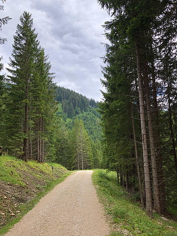 Nature, Trees, Road, Forest, Spruce, Fir, Dahl, Distance HD phone wallpaper