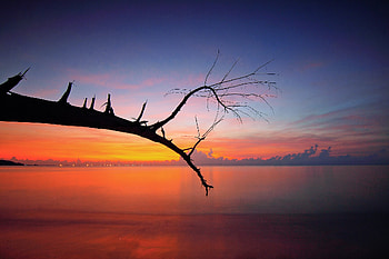 Tree Branch Sunset View, branch, tree, sunset, nature, sea HD wallpaper
