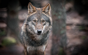 Wolf, animal, woods, forest HD wallpaper