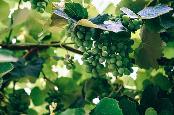 Food, Vine, Grapes, Berries, Branch HD wallpaper