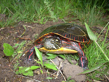 Painter turtle, turtle, colorful, swamp, dweller HD wallpaper
