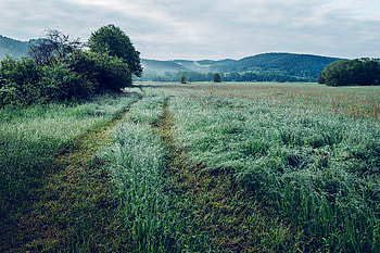 Nature, Trees, Grass, Mountains, Field HD wallpaper